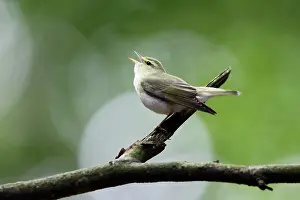 Sibilatrix: Wood Warbler - singing from a branch