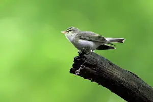 Sibilatrix: Wood Warbler - singing from a branch