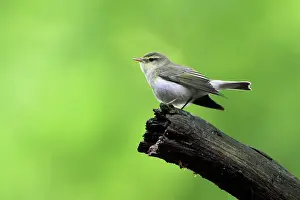 Sibilatrix: Wood Warbler - singing from a branch