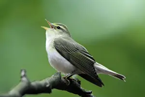 Sibilatrix: Wood Warbler - singing from a branch