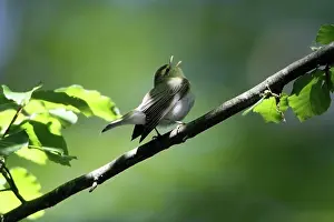 Sibilatrix: Wood Warbler - singing from a branch