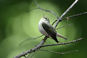 Sibilatrix: Wood Warbler - singing from a branch