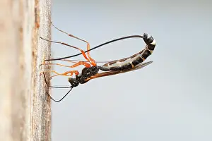 Alder: Wood-wasp (Rhyssa persuasoria), oviposition in the