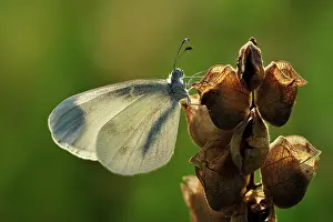 Sinapis: Wood White