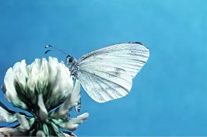 Whites: WOOD WHITE BUTTERFLY