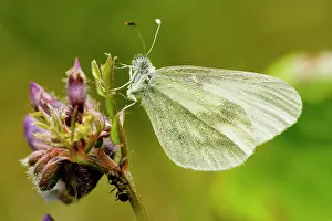 Vetch: Wood White Butterfly - spring generation, on bush vetch