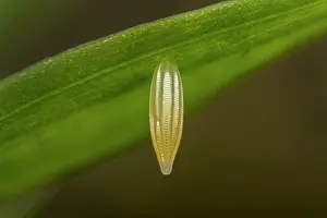 Thomas Marent: Wood White (Leptidea sinapis) egg of butterfly