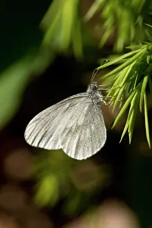 Sinapis: Wood White (Leptidea sinapis) resting. B ckebo