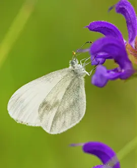 Clary: Wood White - on Meadow Clary