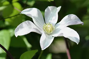 Clematis: Woodbine, Clematis virginia, A single white flower