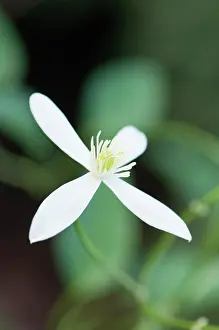 Clematis: Woodbine, Clematis virginia, A single white flower