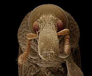 Weevils: Woodboring Weevil