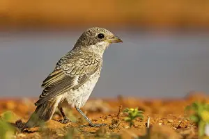 Jeune: woodchat shrike