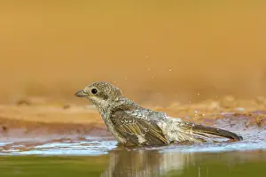 Jeune: woodchat shrike