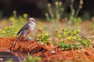 Jeune: woodchat shrike