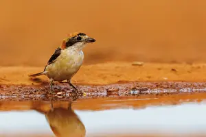 Dehesa: woodchat shrike