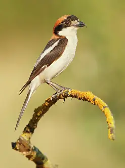 Shrikes: Woodchat Shrike - adult male perched on a branch