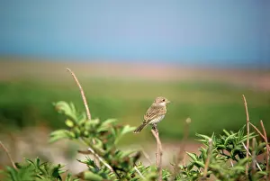 Nancy Jennings: Woodchat Shrike - juvenile