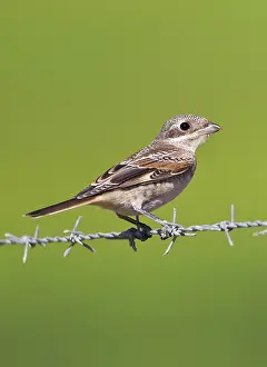 Shrikes: Woodchat Shrike - juvenile