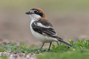 Lanius: Woodchat Shrike (Lanius senator) on the ground