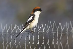 Lanius: Woodchat Shrike (Lanius senator) perched on a f