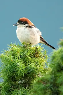 Lanius: Woodchat Shrike (Lanius senator) sitting on juniper