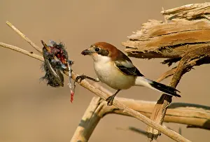 Shrikes: WOODCHAT SHRIKE - with its larder