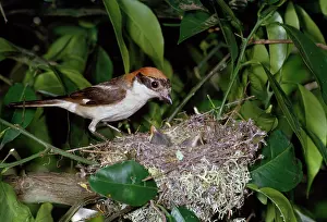 Gillean White: Woodchat Shrike - at nest with young