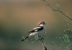 Shrikes: WOODCHAT SHRIKE - perched on branch