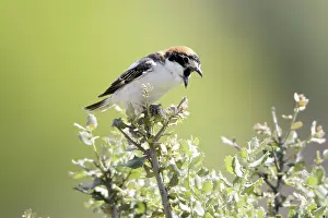 Pellets: Woodchat Shrike - regurgitating pellet