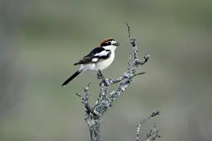 Senator: Woodchat Shrike - singing from dead bush