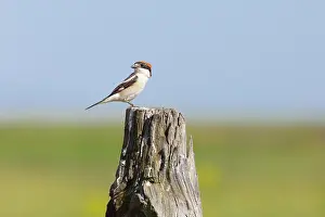 Shrikes: Woodchat Shrike - single adult female perching on post
