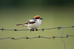 Senator: Woodchat Shrike - sitting on barbed wire fence