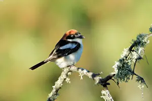 Senator: Woodchat Shrike - sitting on lichen covered branch