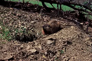 Monax: Woodchuck