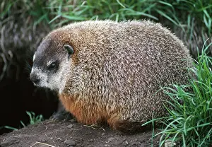 Monax: WOODCHUCK / Groundhog