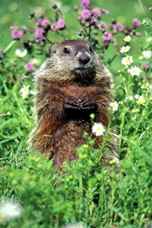 Monax: Woodchuck / Groundhog
