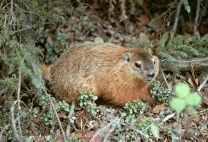 Ochracea: WOODCHUCK / GROUNDHOG