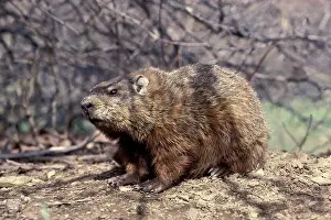 Monax: Woodchuck / Groundhog