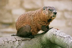 Marmota: WOODCHUCK / GROUNDHOG