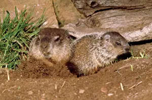 Mary Clay: WOODCHUCK - mother and baby emerging from burrow