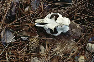 Pinecone: Woodchuck skull