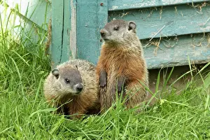 Target: Woodchucks (Marmota), City of Saint Mathieu du Parc
