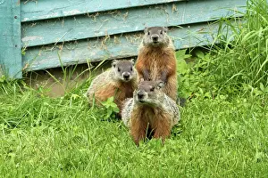 Target: Woodchucks (Marmota), City of Saint Mathieu du Parc