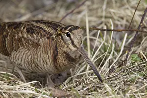 Woodcocks: Woodcock adult bird
