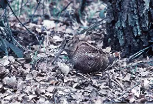 Gamebird: WOODCOCK - with broken egg