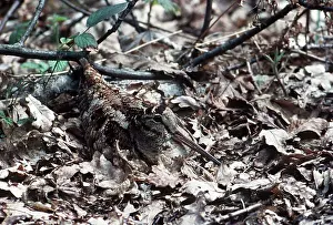 Hidden: WOODCOCK - hidden in leaves