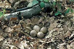 Woodcocks: Woodcock nest with 4 eggs