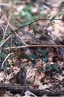 Woodcocks: WOODCOCK - on nest, front view