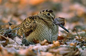 Woodcocks: WOODCOCK - Resting on woodland floor